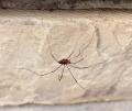 IMG_1161 daddy longlegs on wall